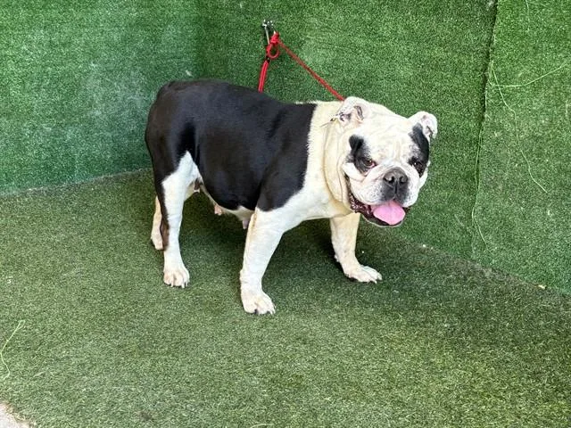 An adult medium-sized female American Bulldog dog named Bettsy for adoption in Lancaster, CA