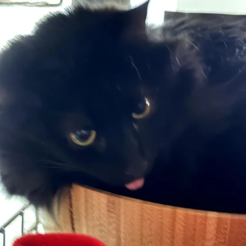 An adult medium-sized female Black Domestic Medium Hair cat named Aviendha for adoption in Winchester, VA