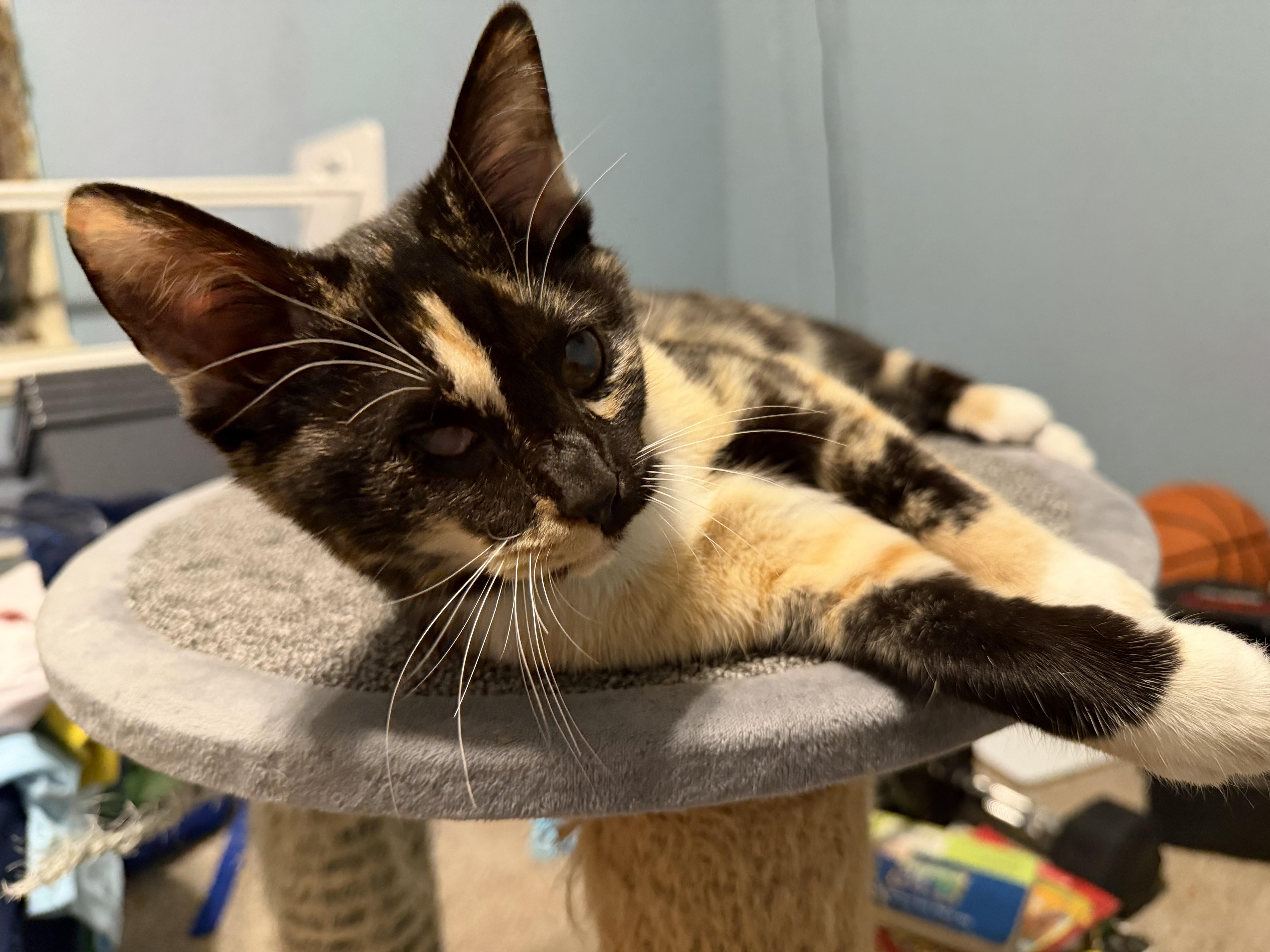 Farm Fresh Eggs thumbnail 2