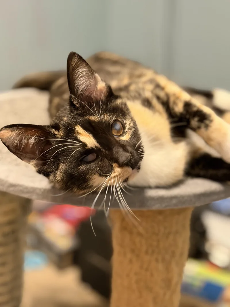 Farm Fresh Eggs thumbnail 3