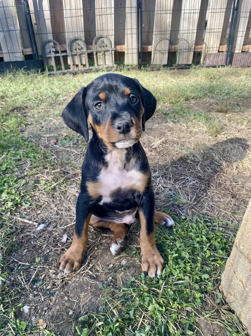 A baby medium-sized male Hound dog named Rolo for adoption in Barnhart, MO