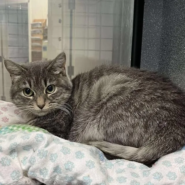 Parmesan thumbnail 2