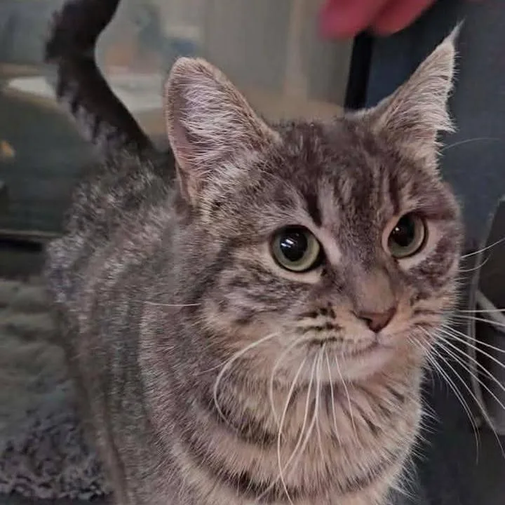 Parmesan thumbnail 3