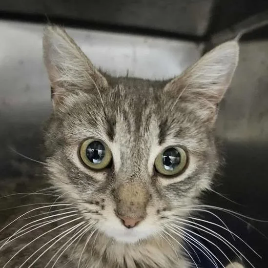 Parmesan thumbnail 4