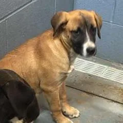 A baby medium-sized female Yellow / Tan / Blond / Fawn Mixed Breed dog named Jules for adoption in Gadsden, AL