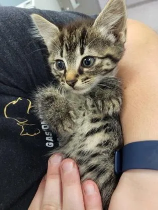 A baby small-sized male Domestic Long Hair cat named Black Band for adoption in Gastonia, NC