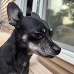An adult small-sized male Chihuahua dog named Achilles D for adoption in Minnetonka, MN