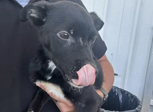 Remi