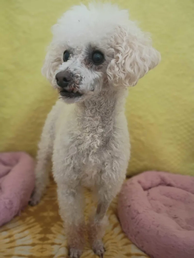 An adult small-sized female Poodle dog named Peanut May  Bonded for adoption in Pacolet, SC