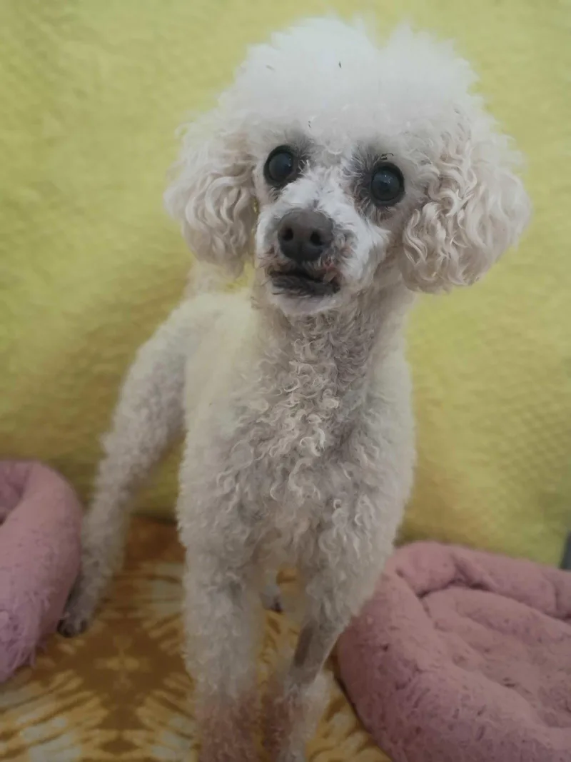 Peanut May  Bonded thumbnail 2