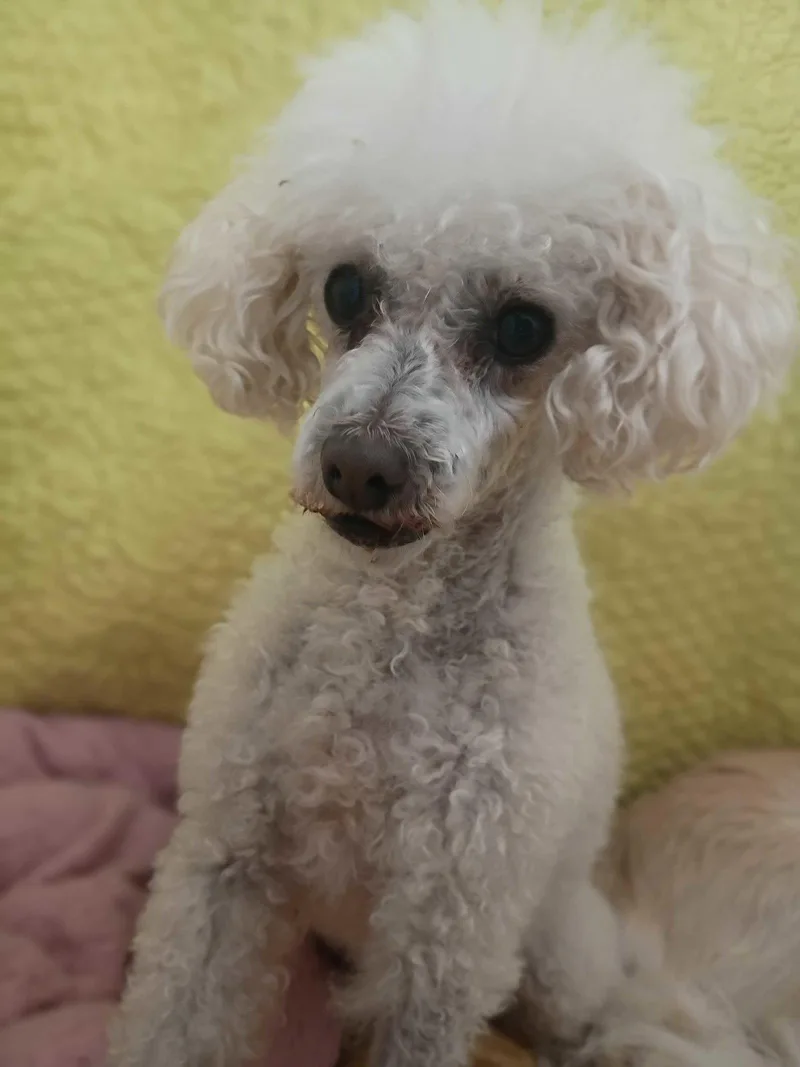 Peanut May  Bonded thumbnail 3