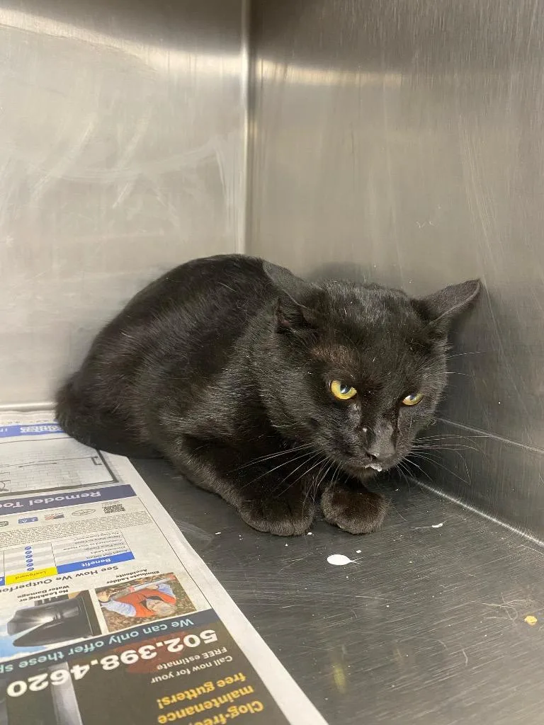A young large-sized male Domestic Short Hair cat named Rocky for adoption in Hopkinsville, KY