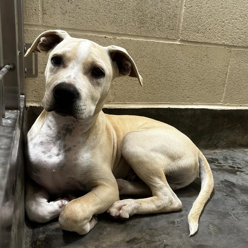 A baby medium-sized male Yellow / Tan / Blond / Fawn Pit Bull Terrier dog named Dodger for adoption in Upland, CA