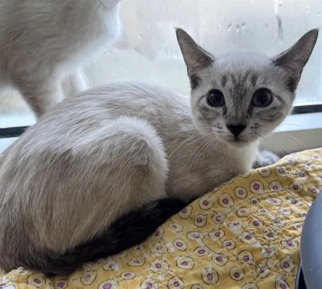 An adult small-sized male Siamese cat named Mr. Clean for adoption in Sarasota, FL