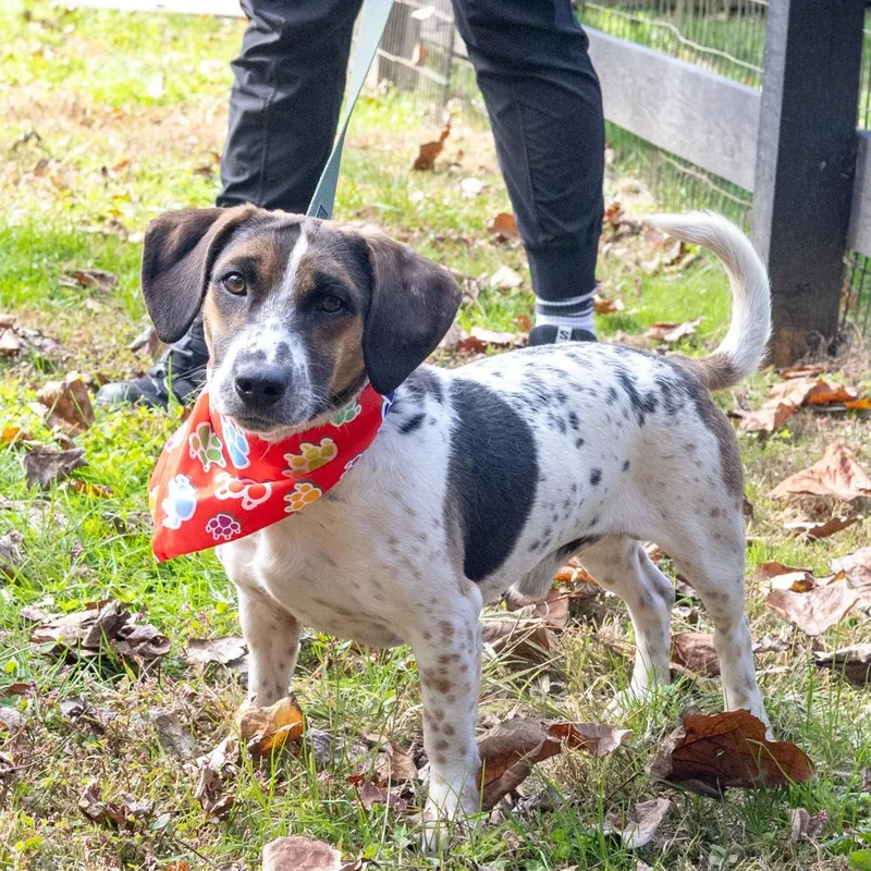 A young medium-sized male Tricolor (Brown, Black, & White) Beagle dog named SpudAvail for adoption in West Grove, PA