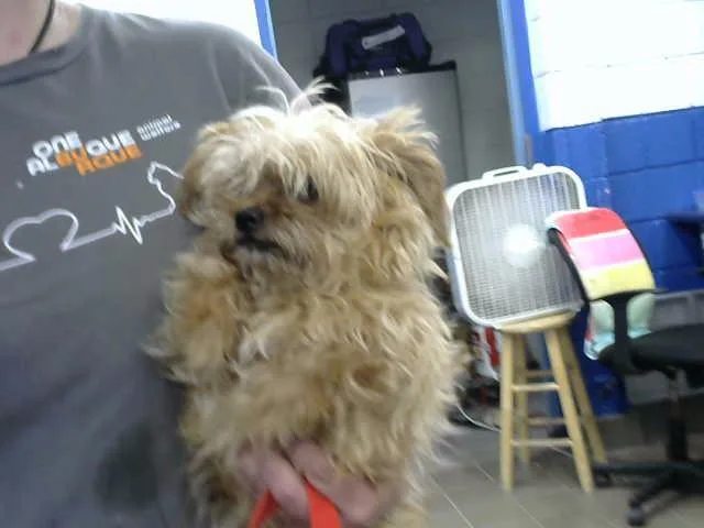 An adult medium-sized male Yorkshire Terrier dog named Scarppy for adoption in Albuquerque, NM