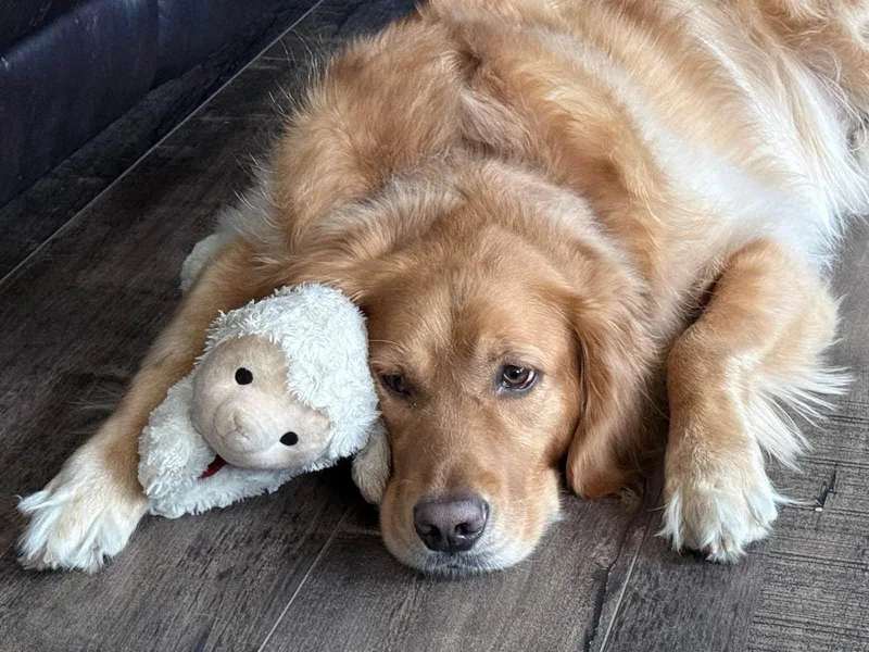 An adult large-sized male Golden Retriever dog named Simba for adoption in Silvana, WA