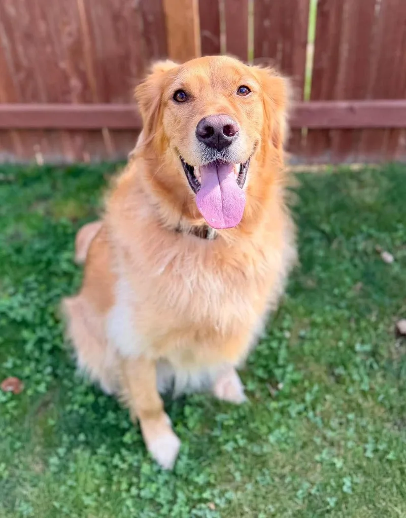 Simba thumbnail 2