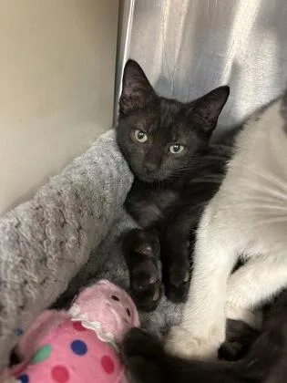 A baby medium-sized male Domestic Short Hair cat named Apocolypse for adoption in Picayune, MS