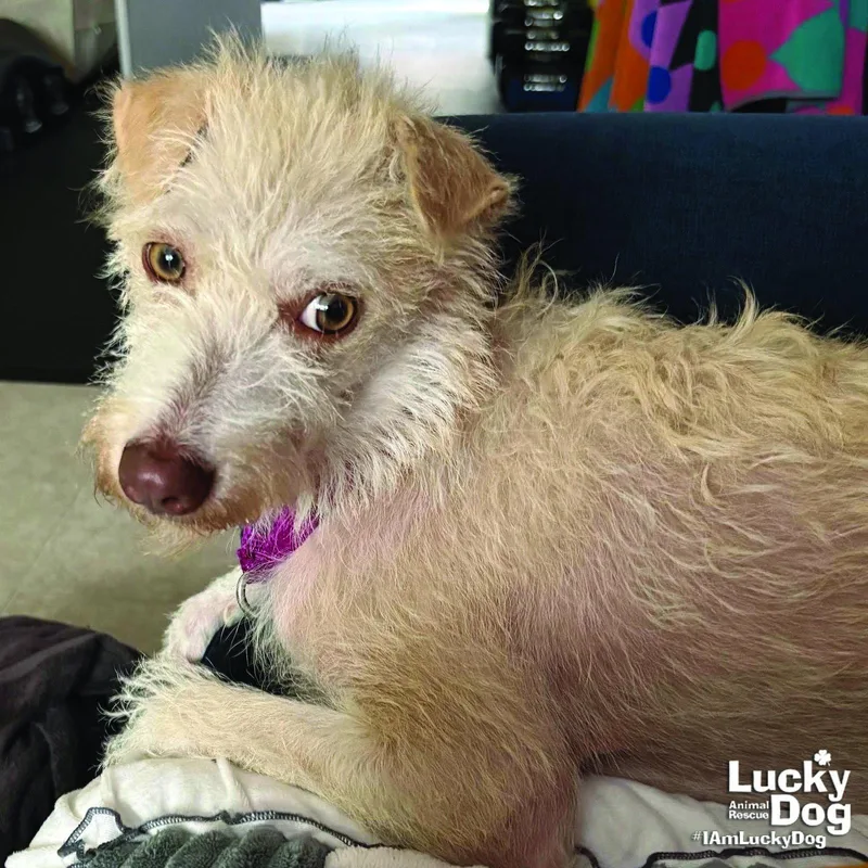 A young small-sized female Schnauzer dog named Tova for adoption in Washington, DC