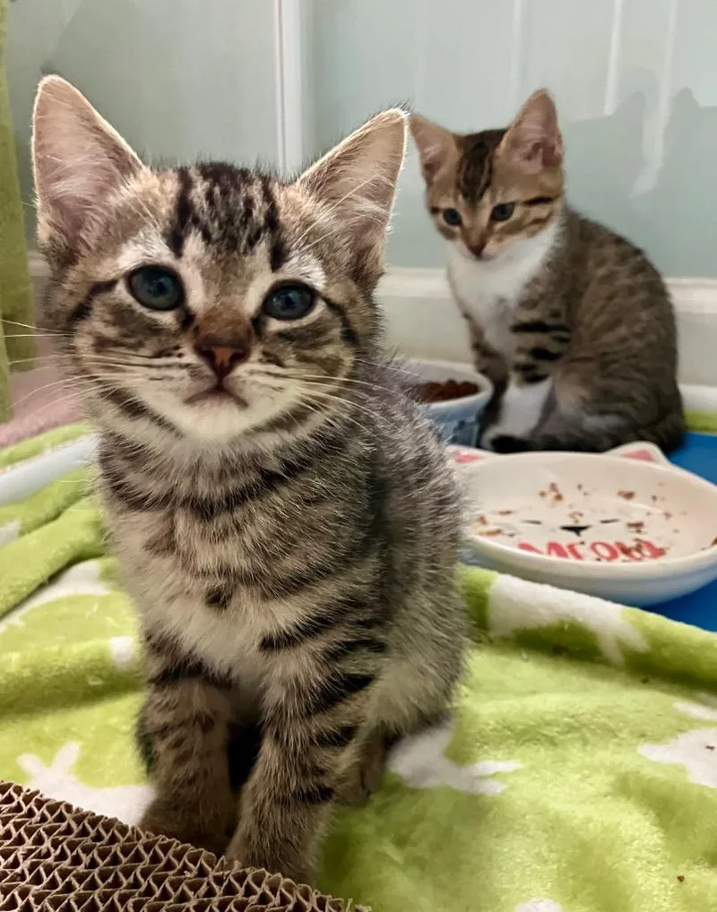 A baby medium-sized male Domestic Short Hair cat named Mars for adoption in Evans, GA