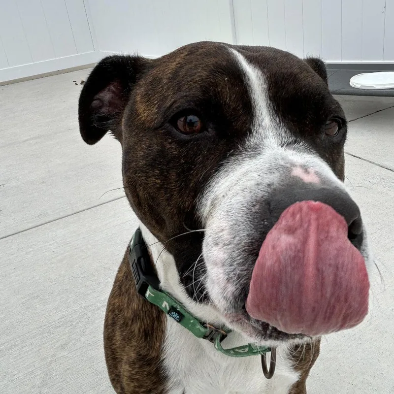 An adult medium-sized male Brindle Boxer dog named Boe for adoption in Harrisonburg, VA