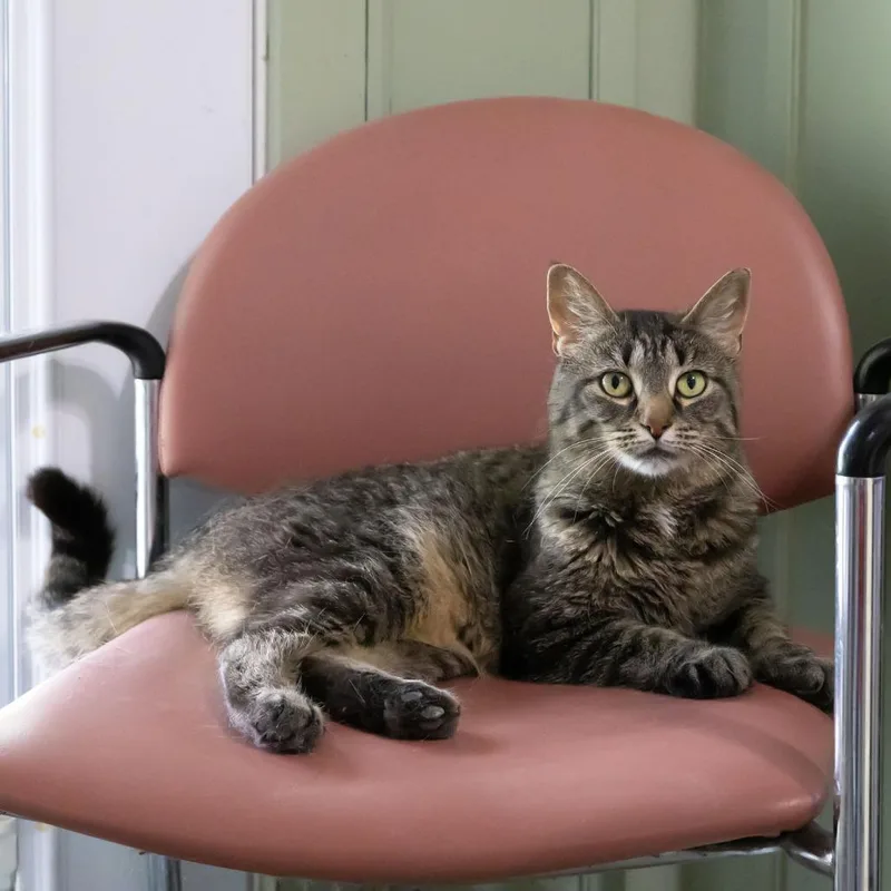 An adult medium-sized female Brown / Chocolate Domestic Short Hair cat named Mochi for adoption in McKean, PA