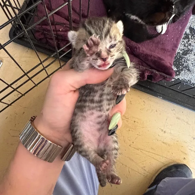 Boink