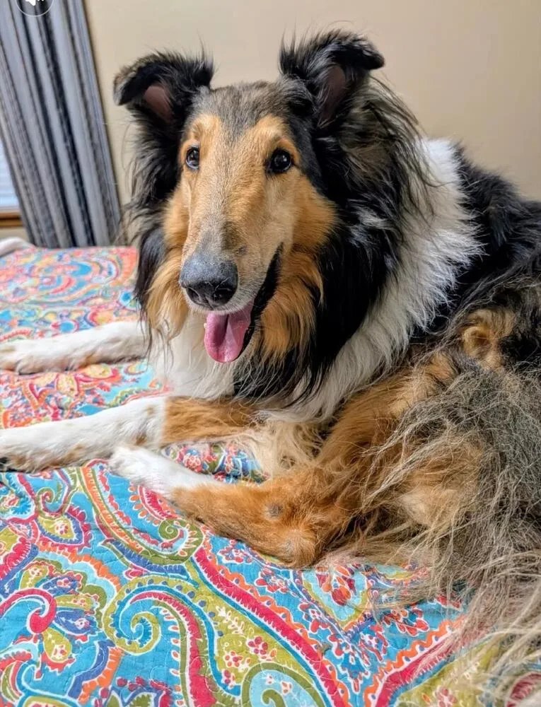 A senior large-sized male Tricolor (Brown, Black, & White) Collie dog named Suede for adoption in Missouri City, TX