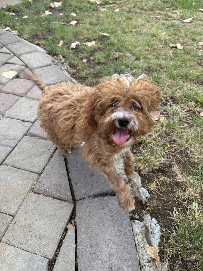 A baby small-sized male Poodle dog named Chewie for adoption in Davis, CA