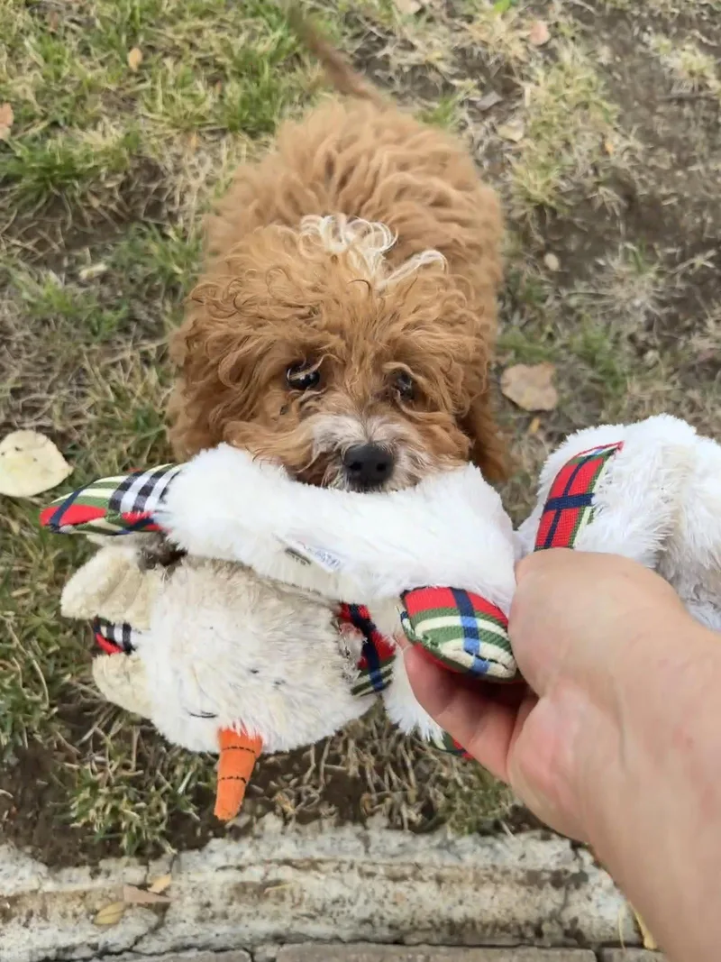 Chewie thumbnail 2