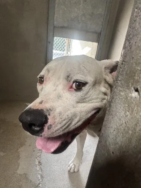 A young large-sized male Pit Bull Terrier dog named Daniel for adoption in San Bernardino, CA