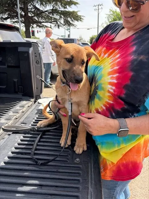 A baby small-sized male German Shepherd Dog dog named Ross for adoption in Stockton, CA