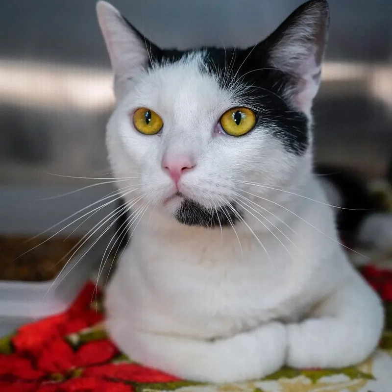 Dumptruck thumbnail 2