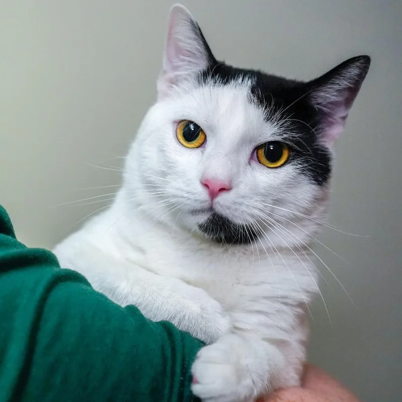 Dumptruck thumbnail 3