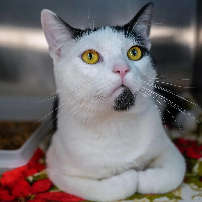 Dumptruck thumbnail 4