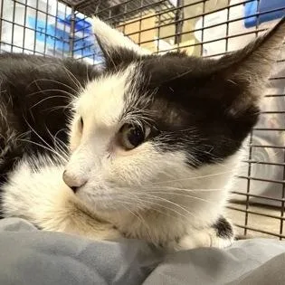 An adult medium-sized female White Domestic Short Hair cat named Sparrow for adoption in Rapid City, SD