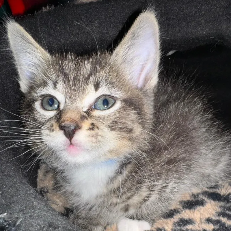 A baby small-sized male Gray / Blue / Silver Domestic Short Hair cat named Neko C for adoption in Princeton, MN