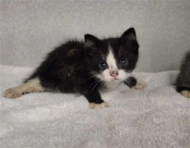 A baby medium-sized female Domestic Short Hair cat named Panama for adoption in Dallas, TX
