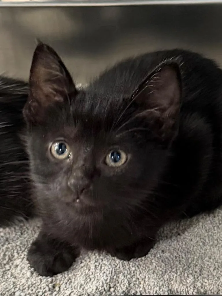 A baby small-sized female Domestic Short Hair cat named Hoodwinks for adoption in Brookhaven, MS