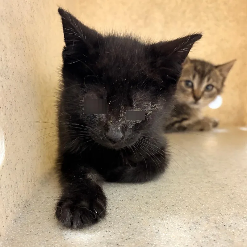A baby small-sized male Black Domestic Short Hair cat named Jojo for adoption in Philadelphia, PA