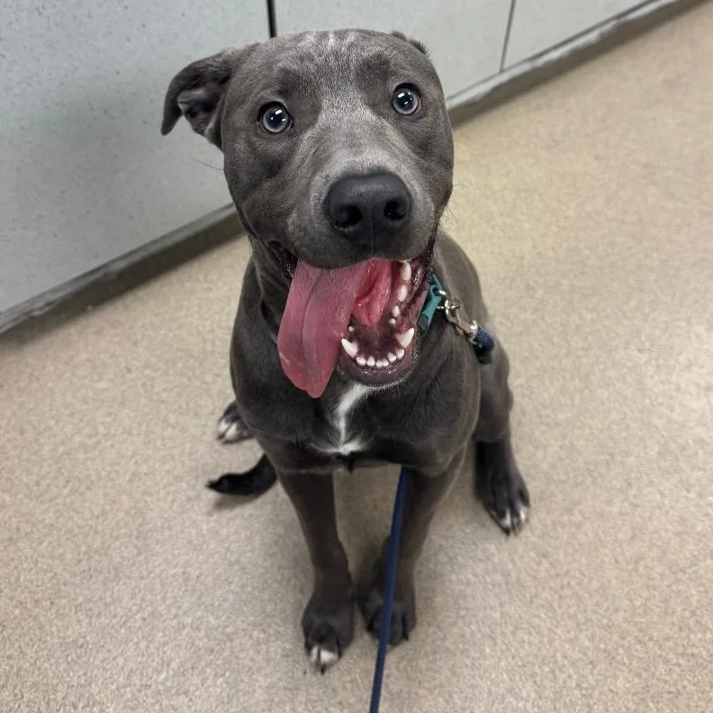 A young medium-sized male Gray / Blue / Silver Mixed Breed dog named Raiden for adoption in Waukesha, WI