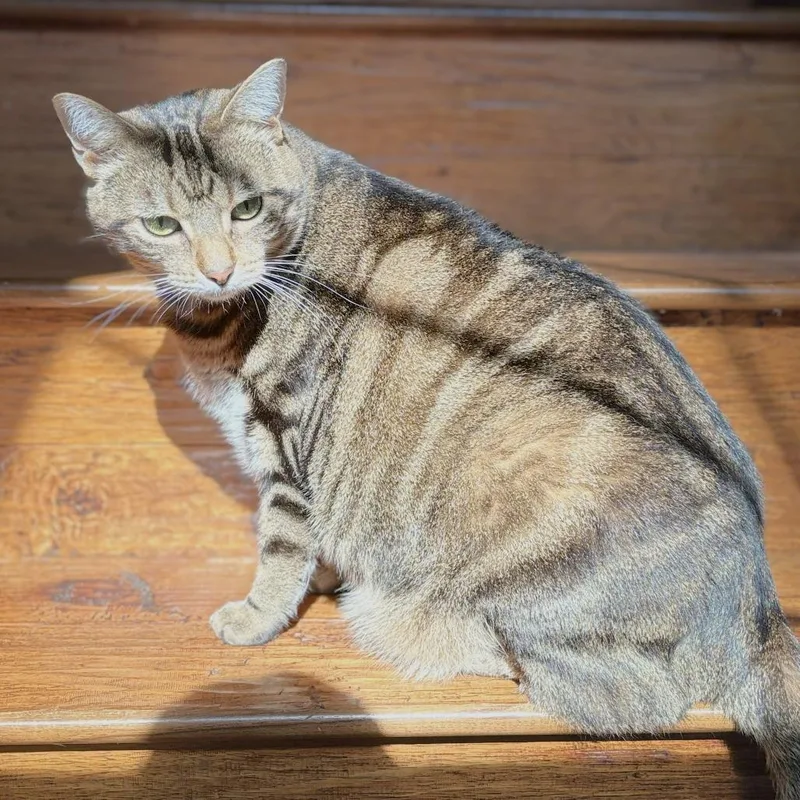 An adult small-sized female Brown / Chocolate Domestic Short Hair cat named Strawberry for adoption in Hopkinton, MA