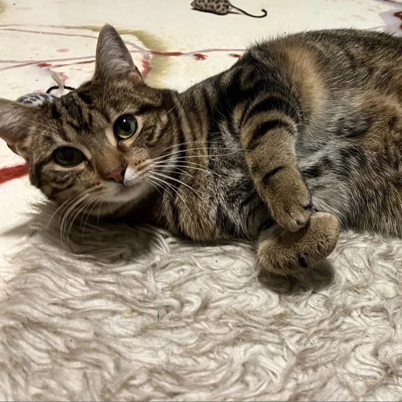 Strawberry thumbnail 2