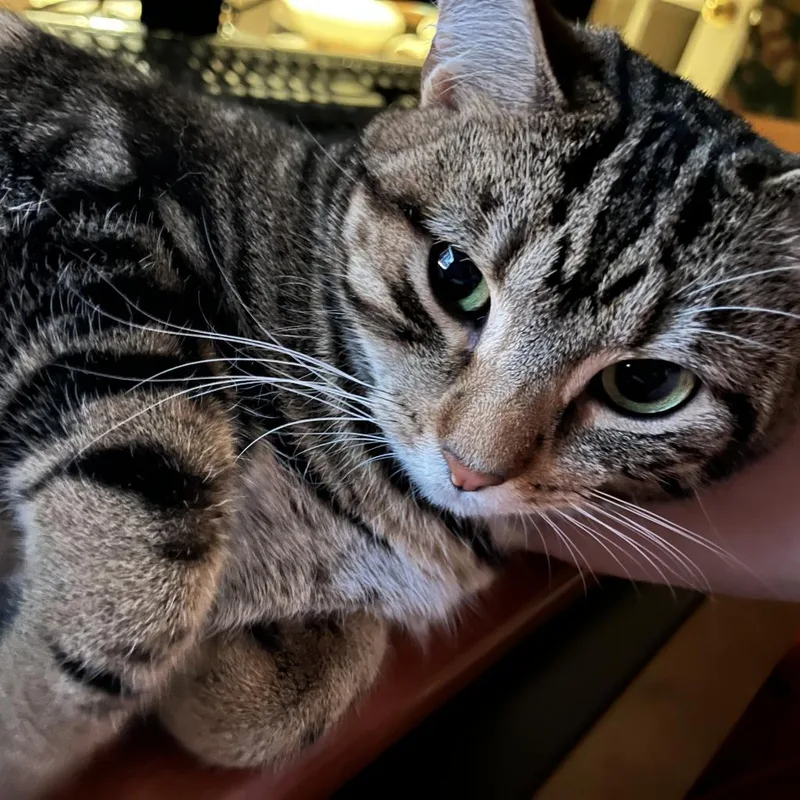 Strawberry thumbnail 3