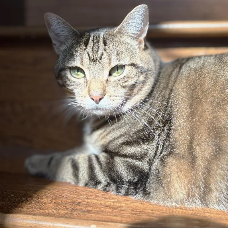 Strawberry thumbnail 4