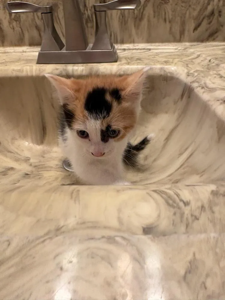A baby small-sized female Black & White / Tuxedo Domestic Short Hair cat named Laura Lee for adoption in Mooresville, NC
