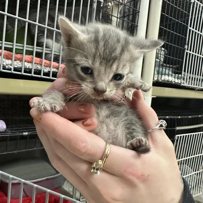 A baby small-sized female Gray / Blue / Silver Domestic Short Hair cat named Okra for adoption in Milford, IA