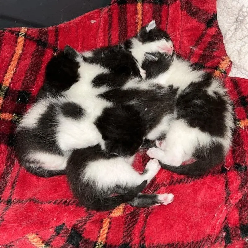 A baby small-sized female White Domestic Short Hair cat named Hydra C for adoption in Princeton, MN