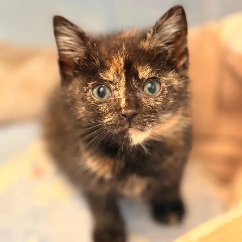 A baby small-sized female Domestic Short Hair cat named Vivianne for adoption in Cumming, GA